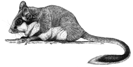 Соня-полчок чёрно белая