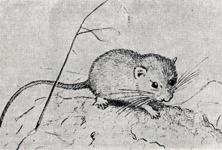 Закаспийская мышевидная Соня