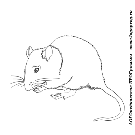 Мышка Полевая раскраска