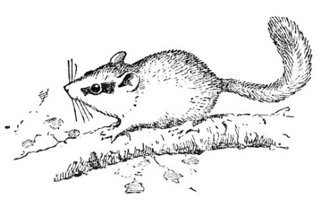 Соня-полчок чёрно белая