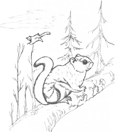 Белка летяга