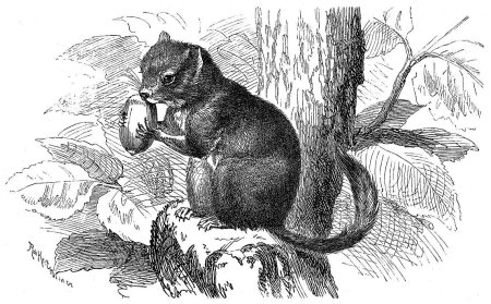 Орешниковая Соня