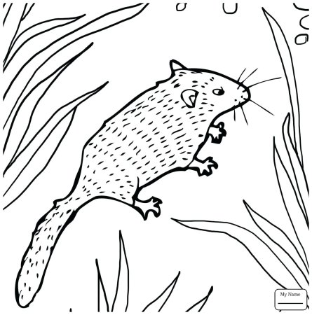 Лесная мышь раскраска