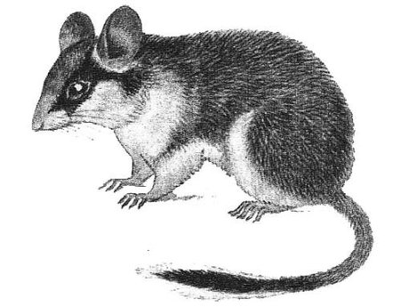 Eliomys quercinus рисунок