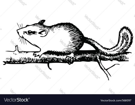 Лесная Соня раскраска