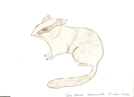 Бурундук раскраска для детей