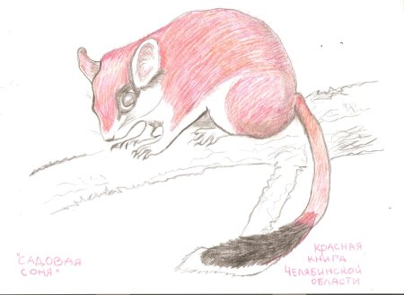 Белка рисунок раскраска реалистичная