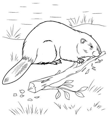 Раскраска бобра для детей