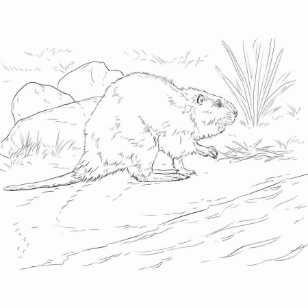 Рисунок бобра карандашом