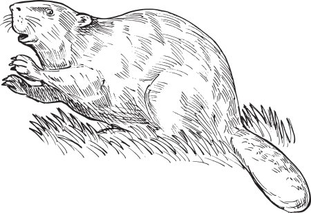 Рисунок бобра