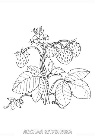 Ягоды раскраска для детей