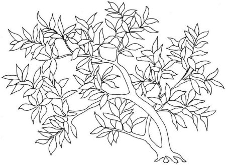 Кустарник раскраска