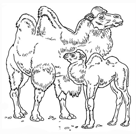 Верблюд раскраска
