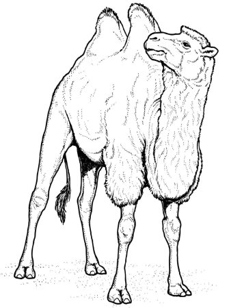 Киплинг отчего у верблюда горб раскраска