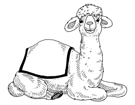 Верблюд раскраска для детей