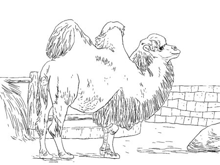 Верблюд раскраска для детей