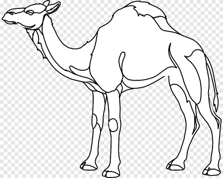 Раскраска верблюд в пустыне для детей