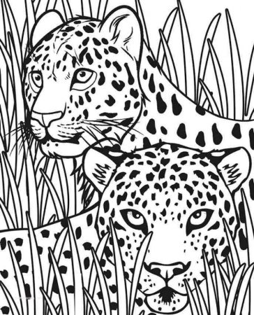 Барс леопард гепард