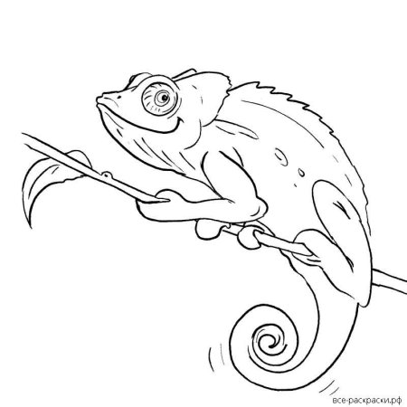 Хамелеон контур сбоку