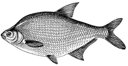 Лещ раскраска