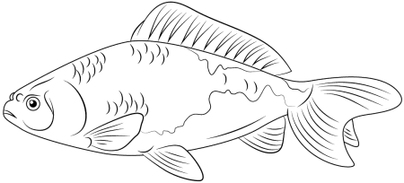 Раскраска рыбка карась