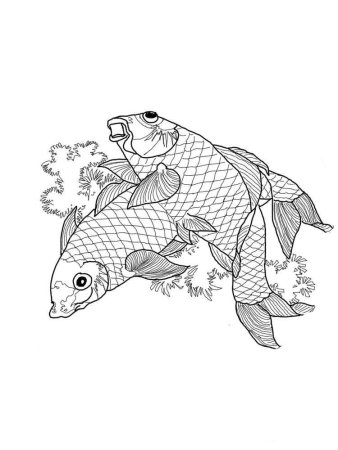 Раскраска рыбка карась