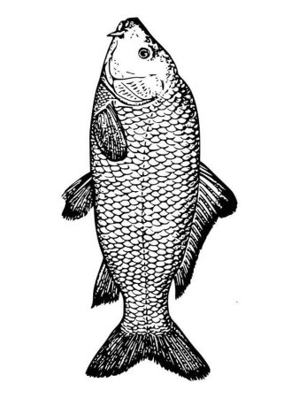 Тиляпия Нилотика