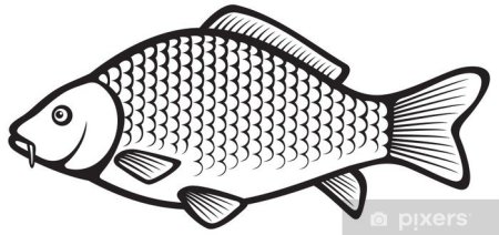 Карась раскраска