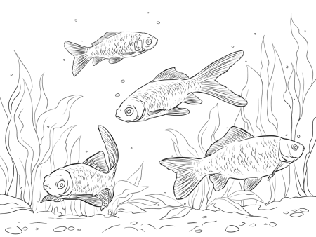 Карась раскраска для детей