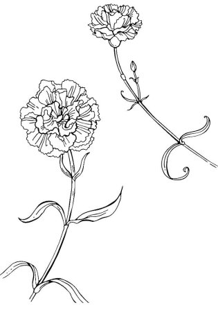 Гвоздика раскраска