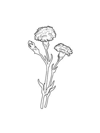 Гвоздика раскраска