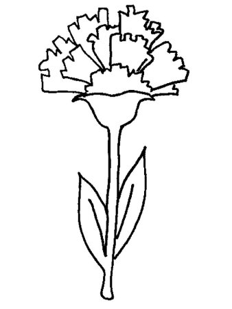 Цветы гвоздики раскраска