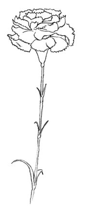 Гвоздики для раскрашивания