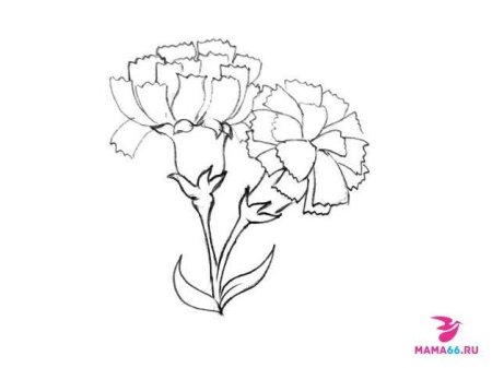 Гвоздики раскраска