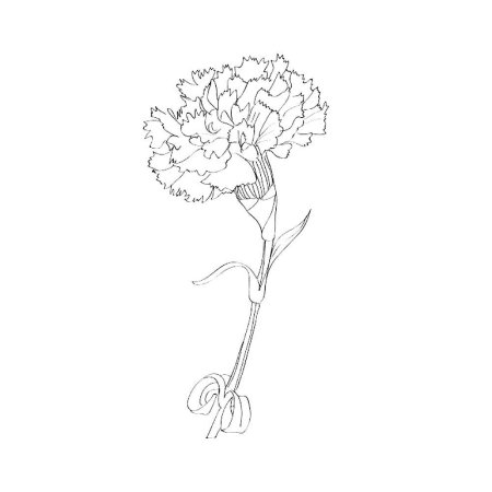 Гвоздики черно белые