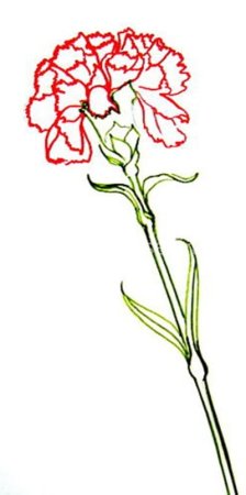Цветы гвоздики для срисовки