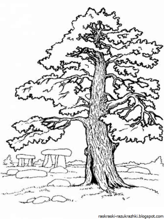 Дерево дуб раскраска