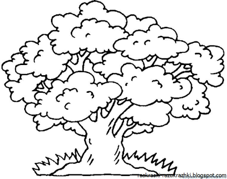 Дуб раскраска для детей