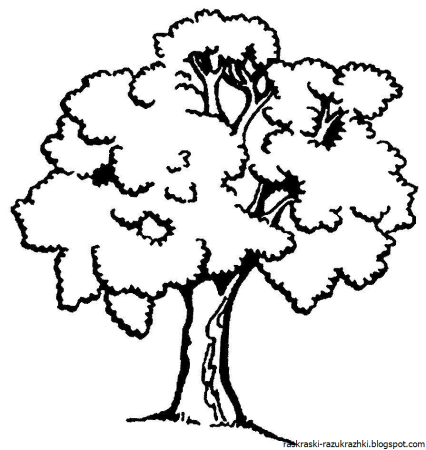 Раскраска дерево дуб с листьями и желудями