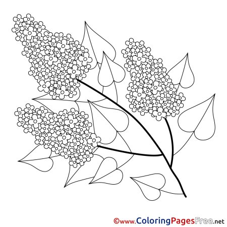 Сирень рисунок