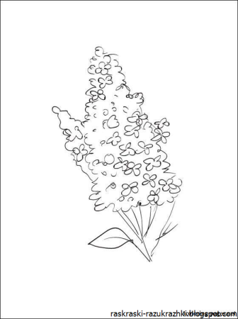 Раскраска цветы сирень
