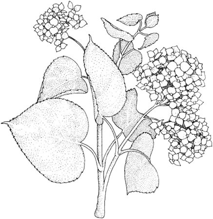 Сирень раскраска