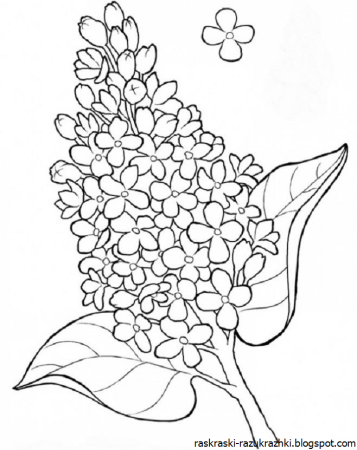 Сирень раскраска для детей