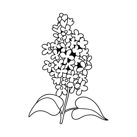 Сирень раскраска