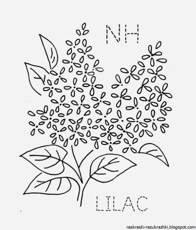 Сирень раскраска