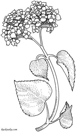 Гортензия метельчатая раскраска