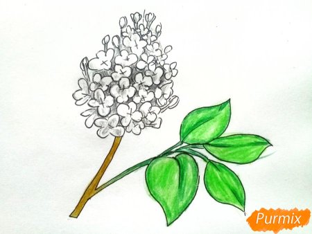 Раскраска цветы сирень