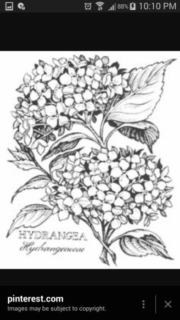 Раскраска цветы сирень