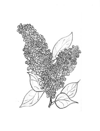 Сирень раскраска для детей