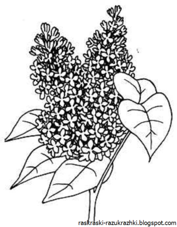 Сирень раскраска для детей